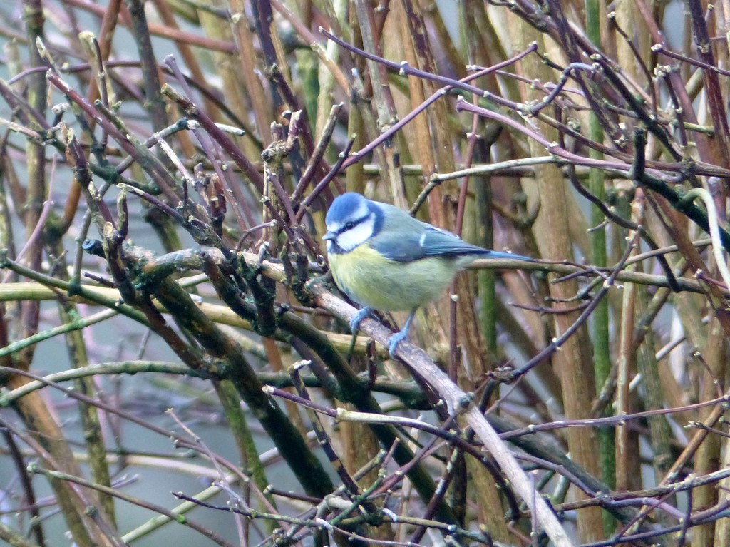  Another Bluetit  by susiemc