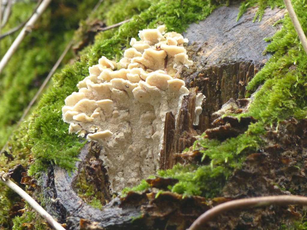 Unusual Fungus by susiemc