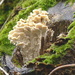 Unusual Fungus by susiemc