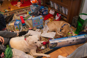 25th Dec 2015 - Dogs in the mess