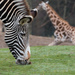 Grazing Zebra Running Giraf by leonbuys83