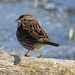 Song Sparrow by rminer
