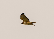 3rd Jan 2016 - Red-tailed Hawk 
