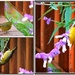 Swingin' Little Warbler...  by soylentgreenpics
