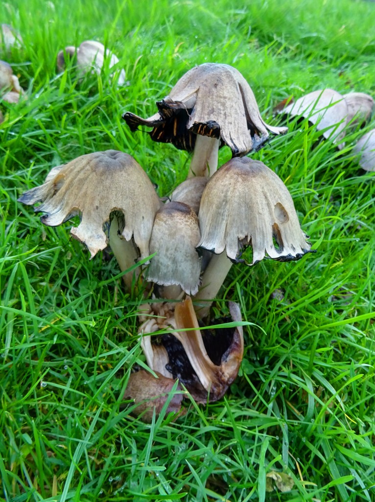 Toadstools by simplevisions