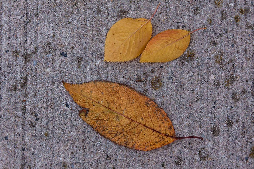 Autumn leaves on sidewalk by jbritt