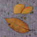 Autumn leaves on sidewalk by jbritt