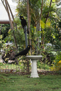 24th Dec 2015 - Yellow tailed black cockatoos