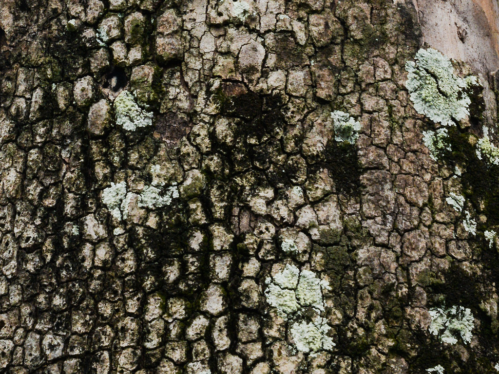 Tree bark with lichen by jeneurell