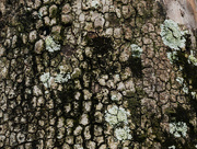 19th Dec 2015 - Tree bark with lichen