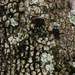 Tree bark with lichen by jeneurell