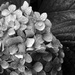 Black and white - Hydrangea by jeneurell