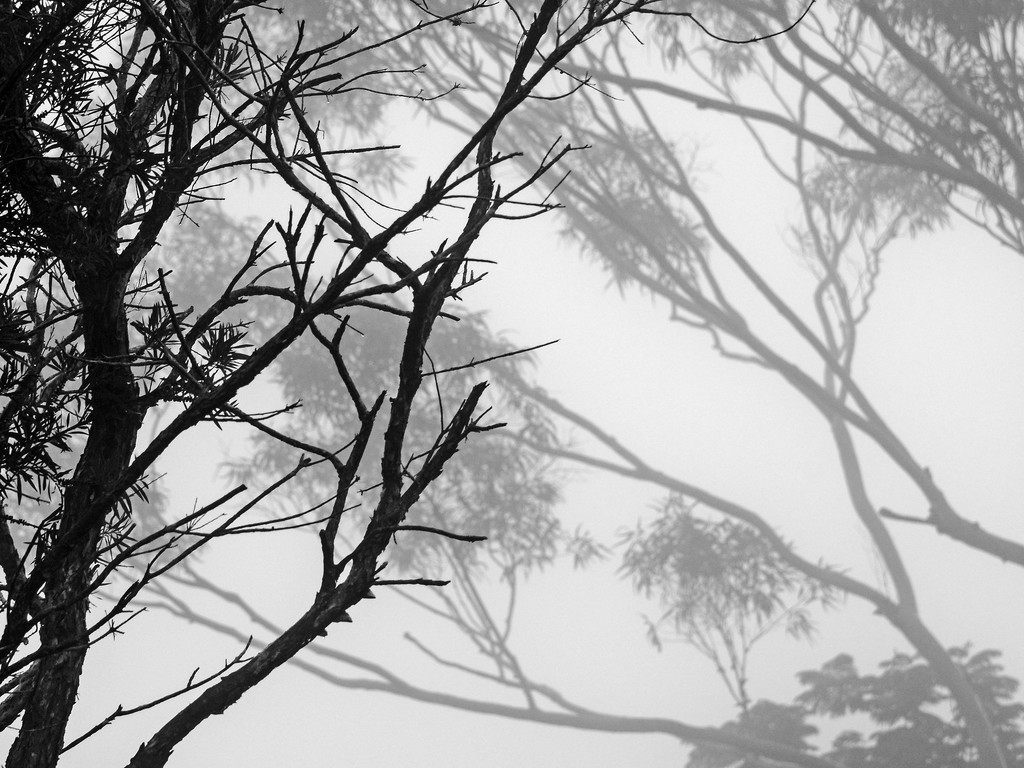 Fog in the trees by jeneurell