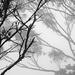 Fog in the trees by jeneurell