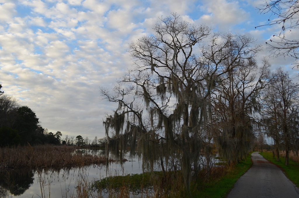 Former rice fields and waterfowl area, Magnolia Gardens, Charleston, SC by congaree