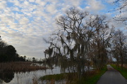 5th Jan 2016 - Former rice fields and waterfowl area, Magnolia Gardens, Charleston, SC