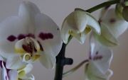 5th Jan 2016 - a gift of an orchid