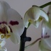 a gift of an orchid by quietpurplehaze