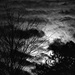 Bad Moon Rising  by soboy5