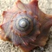 spiral shell by scottmurr