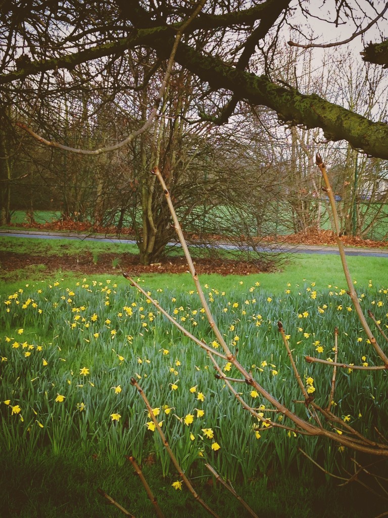 Windsor in bloom, in January.  by denidouble