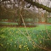 Windsor in bloom, in January.  by denidouble