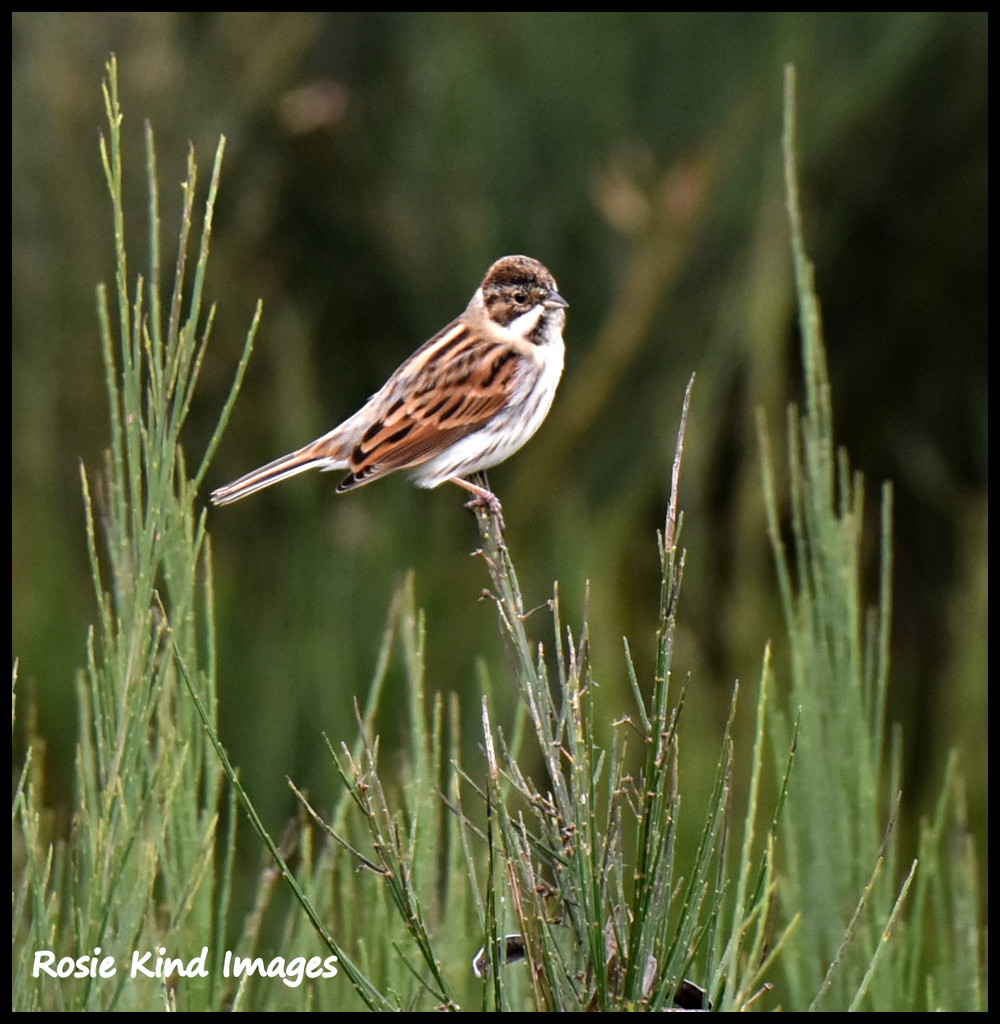 Male reed bunting by rosiekind