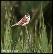 5th Jan 2016 - Male reed bunting