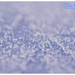 Frosty Spikes (best viewed large) by carolmw