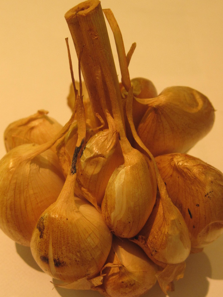 garlic by mariadarby