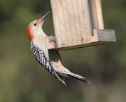 5th Jan 2016 - Lady Red-bellied Woodpecker