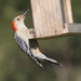 Lady Red-bellied Woodpecker by cjwhite