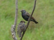 17th Oct 2015 -  Starlings 