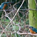 Male & Female Kingfisher by padlock