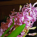 Hyacinth by shirleybankfarm