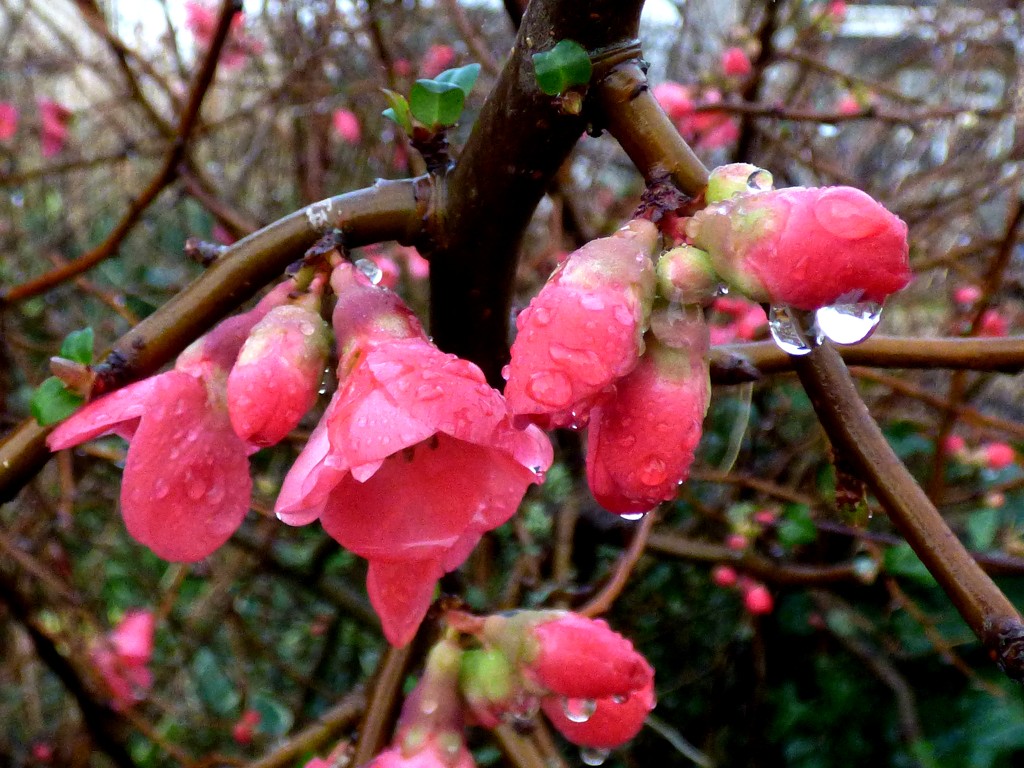 Soggy flowering Quince (Chaenomeles) by julienne1