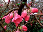 5th Jan 2016 - Soggy flowering Quince (Chaenomeles)