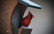 5th Jan 2016 - The male cardinals are back!