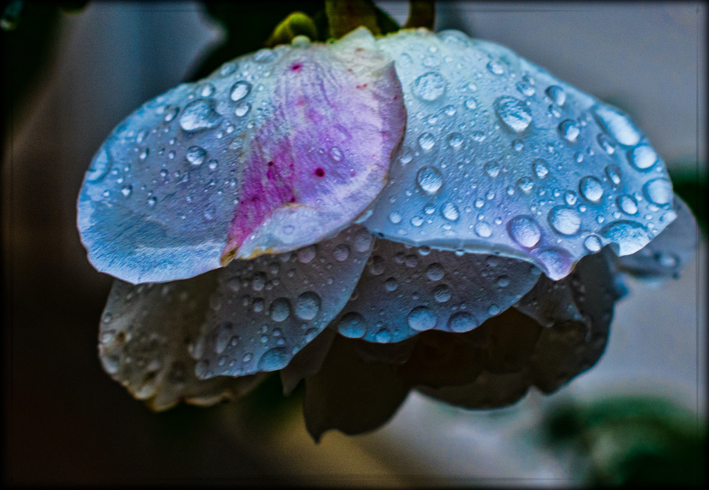 Soggy Rose by stray_shooter