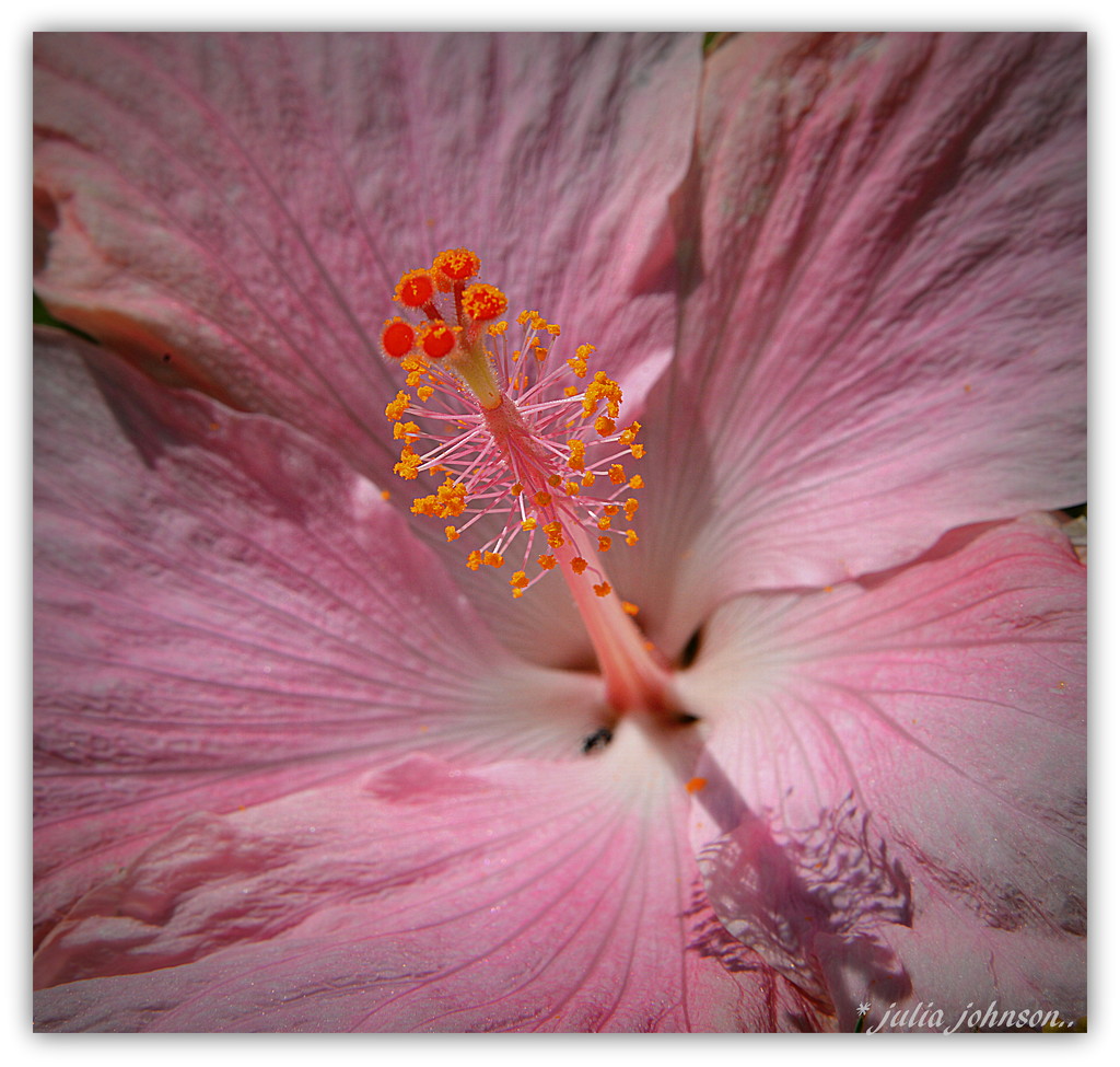 Pink Hibiscus.. by julzmaioro