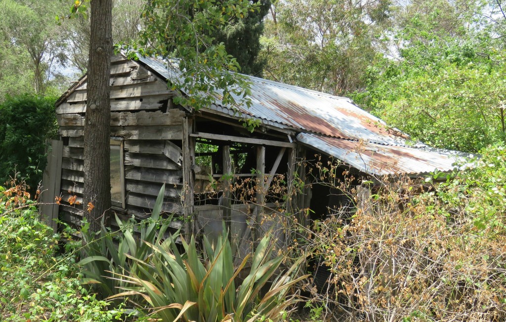 the old milking shed by cruiser