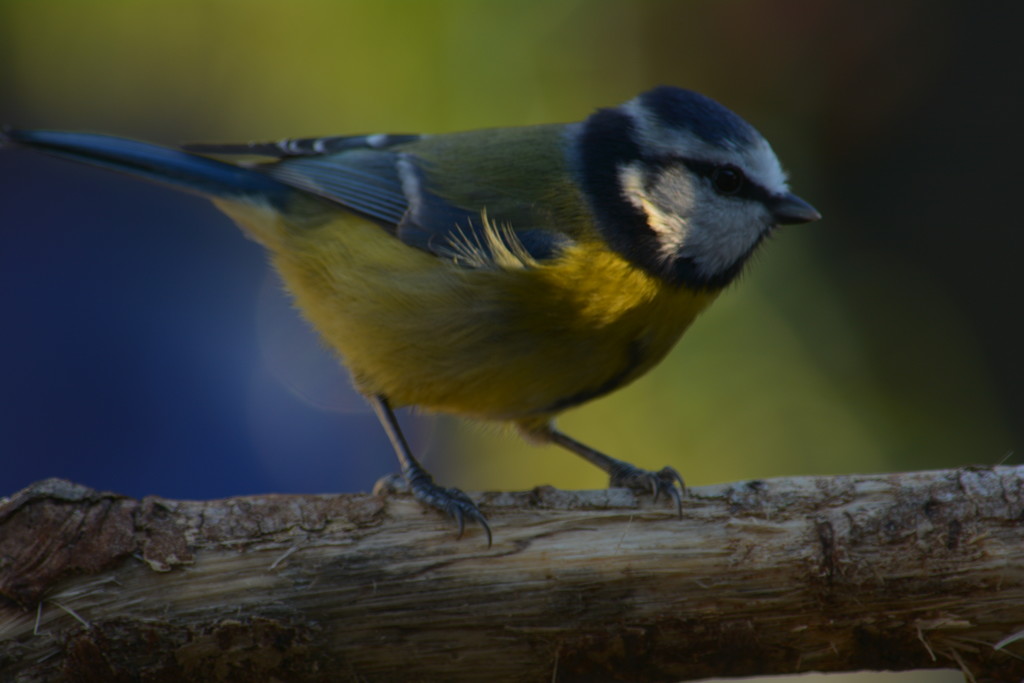 Blue Tit in the shade by ziggy77
