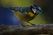 6th Jan 2016 - Blue Tit in the shade