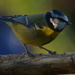 Blue Tit in the shade by ziggy77