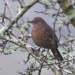  Blackbird - Female  by susiemc