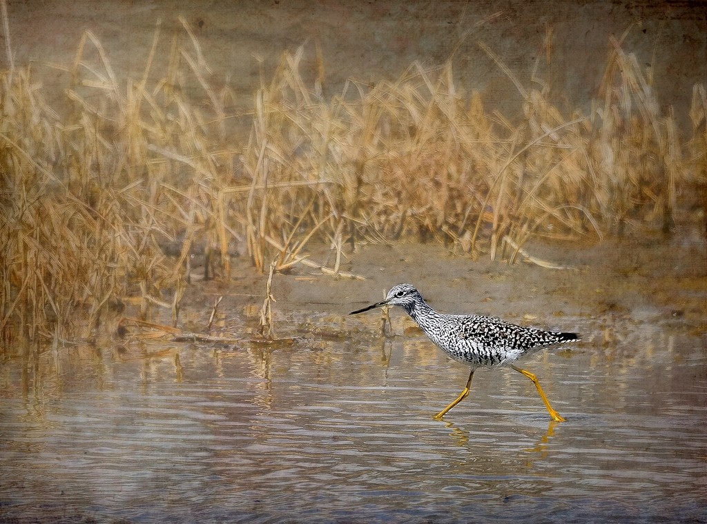 Great Yellow Leg for Texture  by jgpittenger