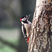 Woodpecker by barrowlane