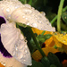 raindrops on pansies_60:365 by gaylewood