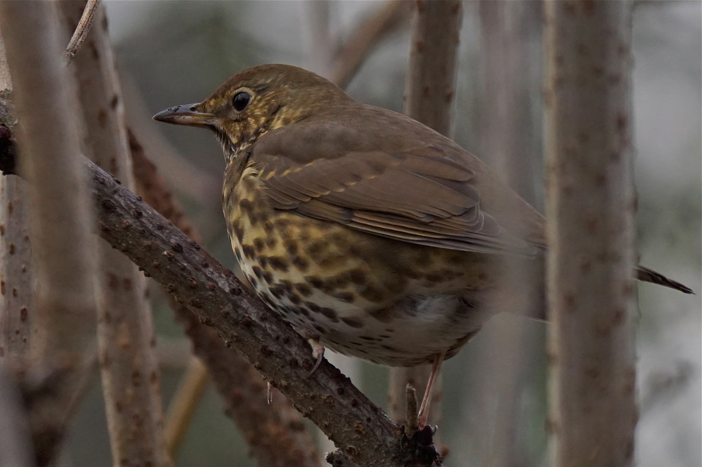 SONG THRUSH by markp