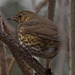 SONG THRUSH by markp
